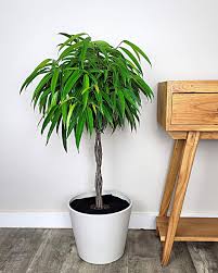 Image result for Ficus variifolia