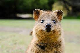 What Is A Quokka 15 Facts About The Happiest Creature On Earth Quokka Cute Animals Animals