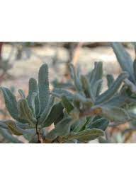 Give your plant babies an advantage in life. Salvia Clevelandii Cleveland Sage Seed Theodore Payne Foundation Store