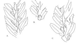 Image result for Selaginella cathedrifolia