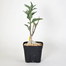 Image result for Adenia repanda