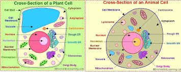 Maybe you would like to learn more about one of these? Recall That Plant And Animal Cells Are Similar Because They Contain Nuclei Cytoplasm And Membranes And That Plant Cells Also Have Cellulose Cell Walls Chloroplasts Containing Chlorophyll And Vacuoles Longhill Science