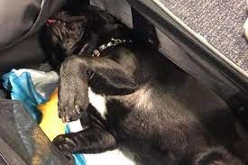 Similarly, southwest airlines only accepts passengers flying with dogs in the cabin area. Dog Dies After United Airlines Flight Attendant Forces It Into Overhead Bin The Independent The Independent