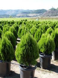 Image result for Tephrosia nana