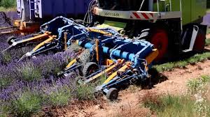 Mitte juli bis teilweise im august wird der kommerziell angebaute lavendel für die ernte zurückgeschnitten. Lavendelernte Ernte Im Lavendelfeld Lavendel Erntemaschine Feldhaxler Provence Lavendel Ernte Youtube