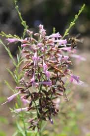 Image result for Syncolostemon sp. nov. aff. teucriifolius