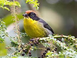 Females lack the mask and are much browner, though they usually show a hint of warm yellow at the throat. Yellow Breasted Brushfinch Ebird