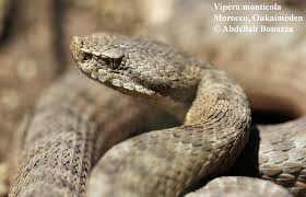 Image result for Subularia monticola