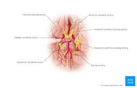 Two major coronary arteries branch off from the aorta near the point where the aorta and the left ventricle meet. Circle Of Willis Quizzes And Unlabeled Diagrams Kenhub