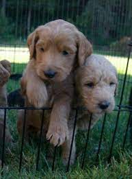 Find labradoodle in canada | visit kijiji classifieds to buy, sell, or trade almost anything! F1b Labradoodles Puppies For Sale In Salem Oregon Classified Americanlisted Com