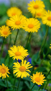 Flower Phone Wallpaper Hd Nature Download hd hd nature wallpapers best collection. flower phone wallpaper hd nature