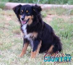 Maybe you would like to learn more about one of these? Change S Black Tri Male Color Country Aussies