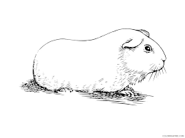 Print and download your favorite coloring pages to color for hours! Guinea Pig Coloring Pages Animal Printable Sheets Guinea Pig 1 2021 2538 Coloring4free Coloring4free Com