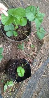 We did not find results for: Pohon Strawberry Juga Bisa Hidup Di Daerah Panas Lho Ga Percaya Ikuti Tips Ane Kaskus