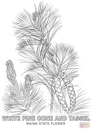 Maine State Flower Coloring Page Free Printable Coloring Pages Tree Coloring Page Flower Coloring Pages Coloring Pages