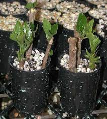 Hibiscus Propagation Cuttings Growing Hibiscus Hibiscus Tree Hibiscus Plant