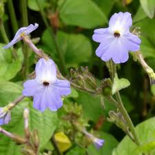Browallia is a small genus of seven species of flowering plants (mostly annuals though occasionally shrubs or ephemerophytes) belonging to the nightshade family solanaceae. Browallia Grandiflora