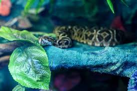 20 orange st уилмингтон, nc 28401 сша. 22 Cape Fear Serpentarium Stock Photos Images Download Cape Fear Serpentarium Pictures On Depositphotos