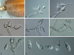 Image result for Pycnospora