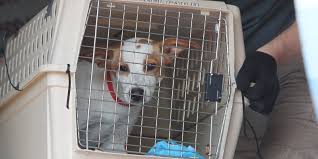 186 likes · 1 talking about this. Delaware Pet Adoption More Than 1 000 Animals At Brandywine Valley Spca Event
