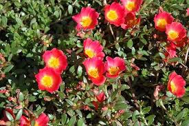 Maybe you would like to learn more about one of these? Portulaca Perenne E Annuale Guida Alla Coltivazione