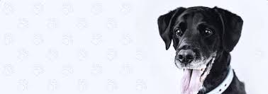 Shop chewy pharmacy for the best pet prescription medications online! Vetrxdirect A Pet Pharmacy Medications And Premium Supplements