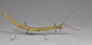 Maybe you would like to learn more about one of these? How Stick Insects Honed Friction To Grip Without Sticking University Of Cambridge