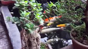 Kepada detikcom (18/06), sudirman selaku owner rujak house mengatakan bahwa dirinya ingin memberikan sesuatu yang berbeda. Video Kolam Ikan Koi Minimalis Infoakuakultur Com