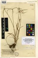 Image result for Kyllinga erecta