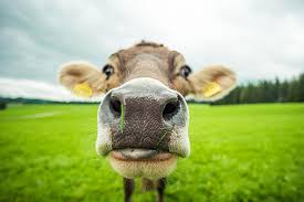 Science Says Painting Cows With Zebra Stripes Prevents Fly Bites
