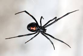 Black widow spiders 'twerk' to attract mates: Deadly Black Widow Spiders Feast On Males After Mating With Them And Liquefy Their Prey