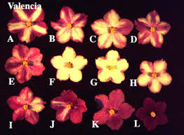 Check spelling or type a new query. African Violet Chimeras