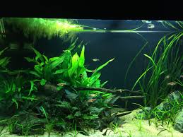 Goudvissen roos en moos in hun aquarium Pin On Juwel Rio125