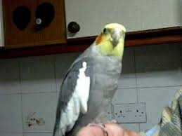 Birds Dancing To Music Cockatiel Sing Happy B Day Cockatiel Pet Birds Cute Funny Animals