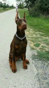 Info.dogmal@gmail.comif you are a dog lover, p. Doberman Chocolate Doberman Pinscher Dog Red Doberman Pinscher Doberman Dogs