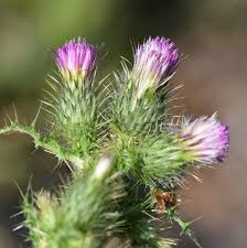 Image result for Carduus nyassanus