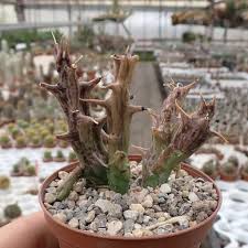 Image result for Orbea dummeri