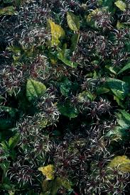 Image result for Thesium wilczekianum