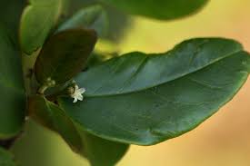 Image result for Cassinopsis tinifolia