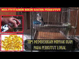 Minyak ikan untuk kucing yang bagus itu sebenarnya ada banyak yang dijual dipasaran tapi kita disini bukan hanya akan membahas berapa harga dan apa merk yang bagus. Tips Memberikan Minyak Ikan Pada Burung Perkutut Supaya Gacor Youtube