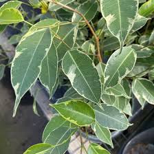 Image result for Ficus variifolia