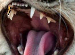 Die zähne eines hundes, krokodils, sauriers; Was Ist Das Schwarze Ding Am Zahn Tiere Katze Zahne