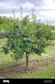 Image result for Prunus domestica
