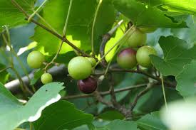 Image result for Lannea edulis