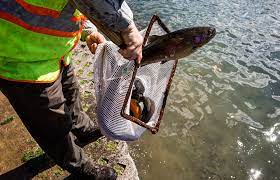 2022 Pa Trout Stocking Schedule Changes Outlined For Pennsylvania Trout Stocking In 2022 - Pennlive.com