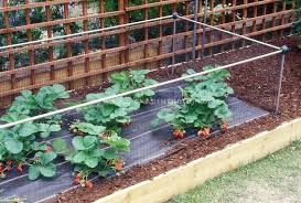 Beautiful glossy green leaves are just starting to grow in many parts of the country right now. Pin By Sue Vriesman On My Veggie Garden Strawberry Plants Flower Stock Photography Planting Flowers