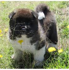 Registered Akita Dog Breeders Australia