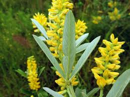 Image result for Eriosema psoraleoides