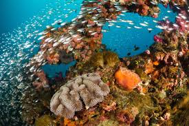 Wir haben versucht, es so nah wie möglich am original zu halten und vor allem flecken und flecken. Australien Die Schonsten Naturerlebnisse In Down Under Geo