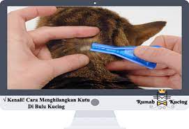 Cara membasmi kutu anjing di rumah harus dimulai dengan mengobati hewan. Kenali Cara Menghilangkan Kutu Di Bulu Kucing
